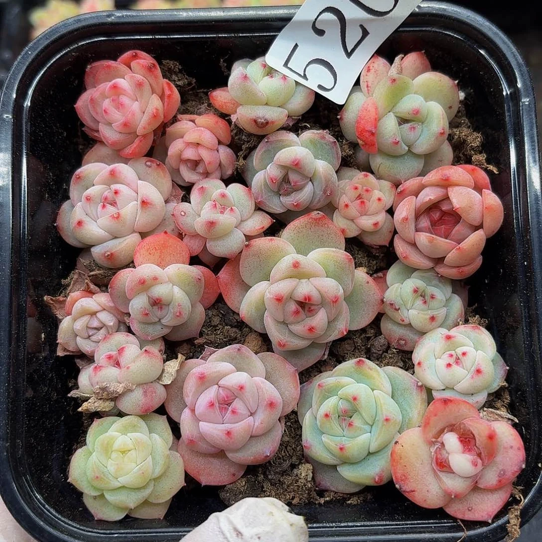 多肉植物多肉植物520