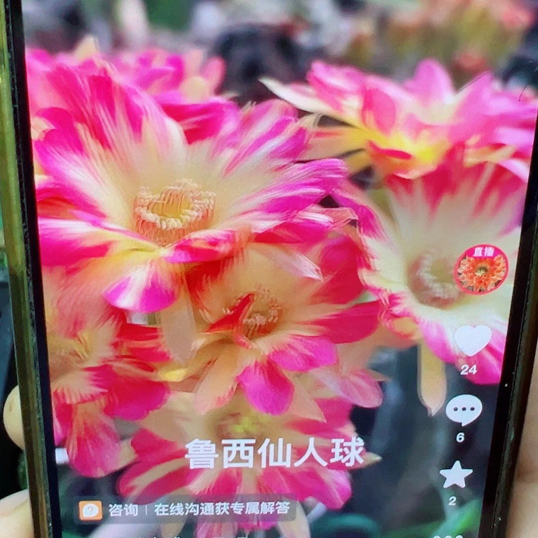 丽花 火焰凤 侧芽 满20包邮