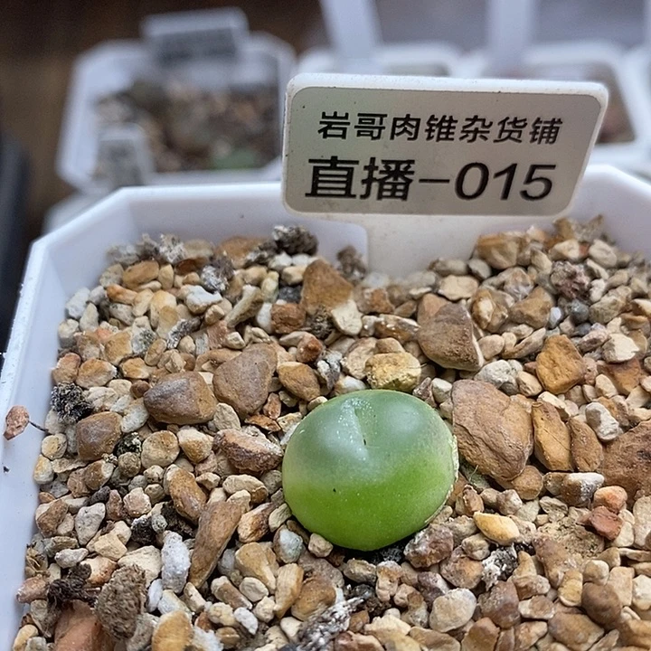 4年拉登1.5厘米左右