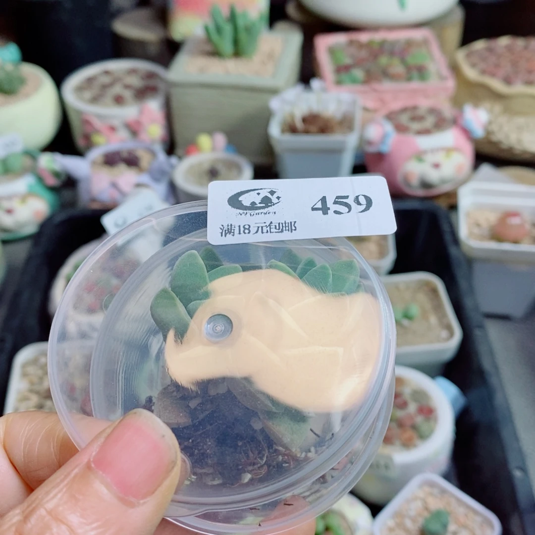 二***饭生石花花花花花花花花459