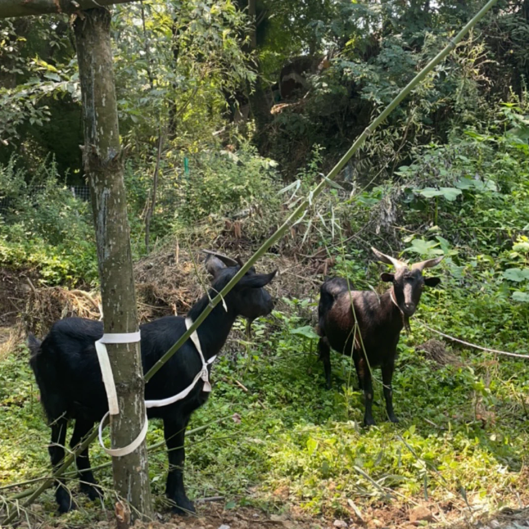群粉丝福利大凉山彝家黑山羊肉 前腿 后腿