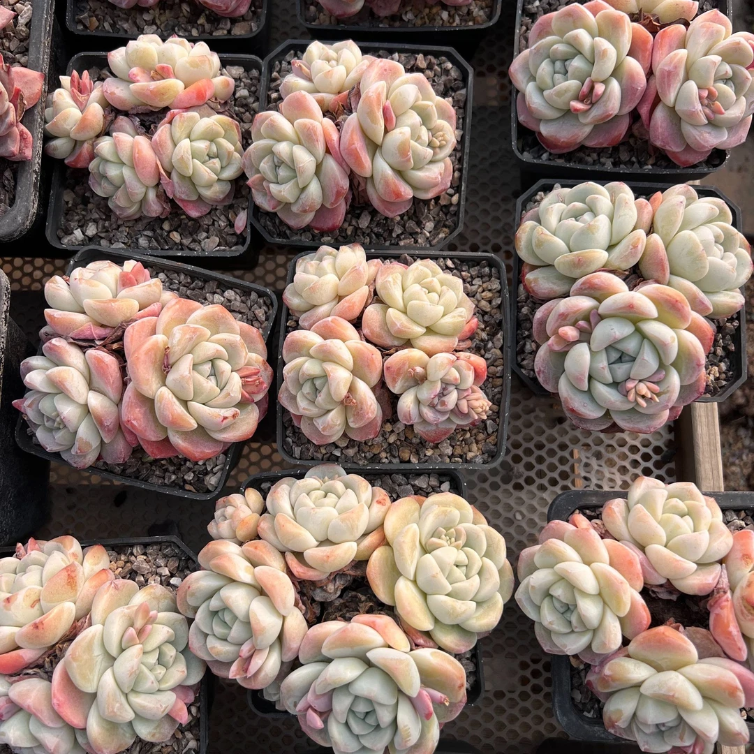 【粉丝福利】11厘米粉冰玉自然群老桩随机发3-4头