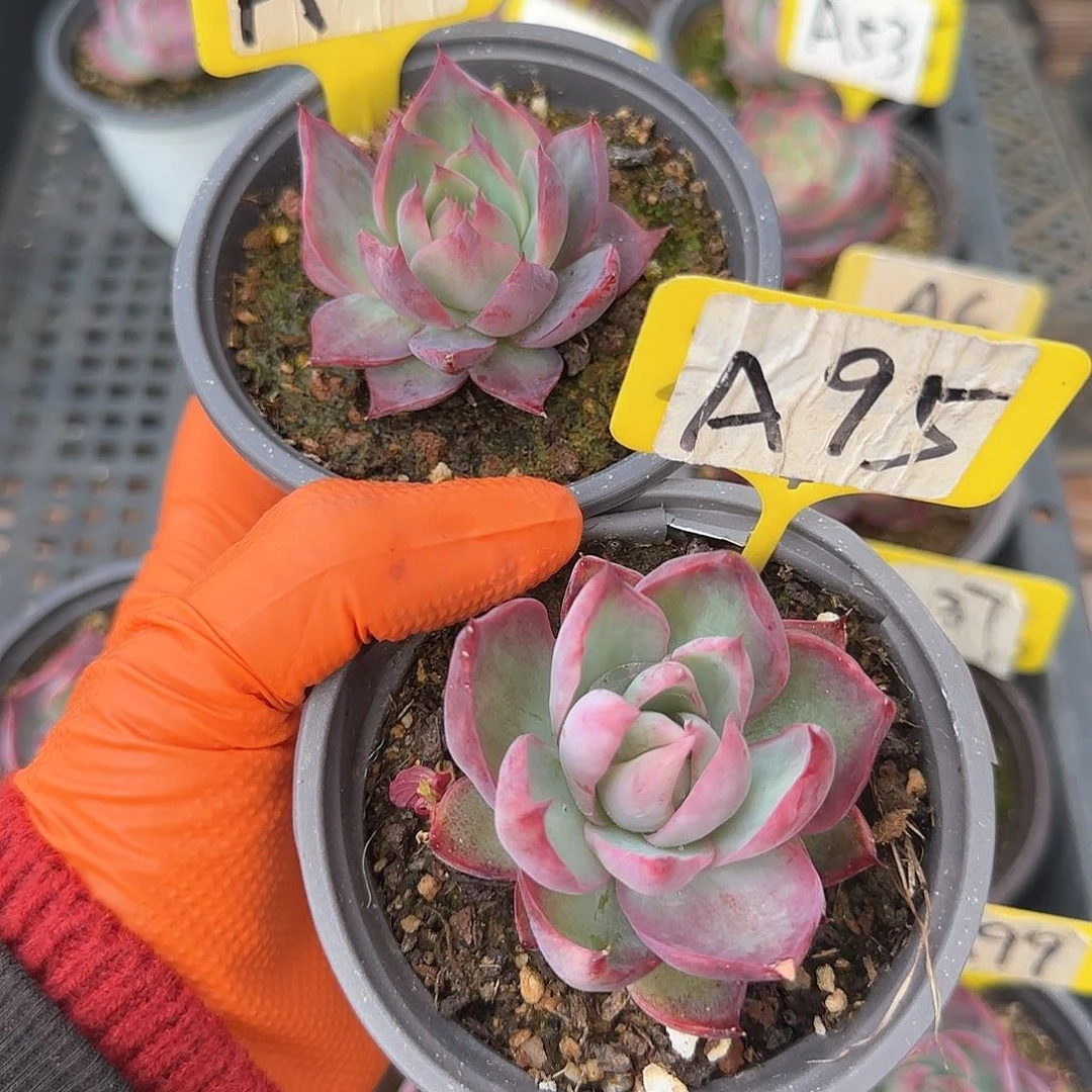 重****肉A1-95惊鸿单头多肉