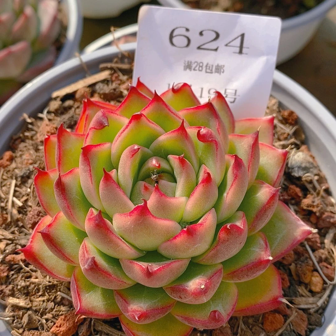 【闪购商品】云624