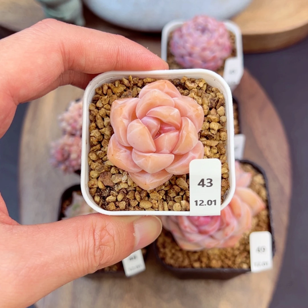 好好看43、哈哈哈哈