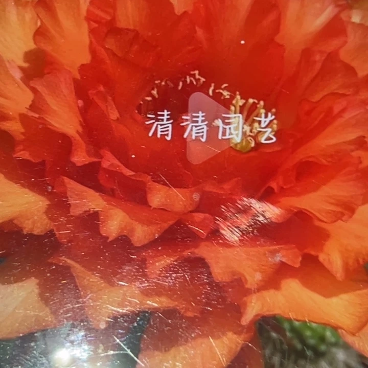 清清3-28侧牙瑕疵有黑点