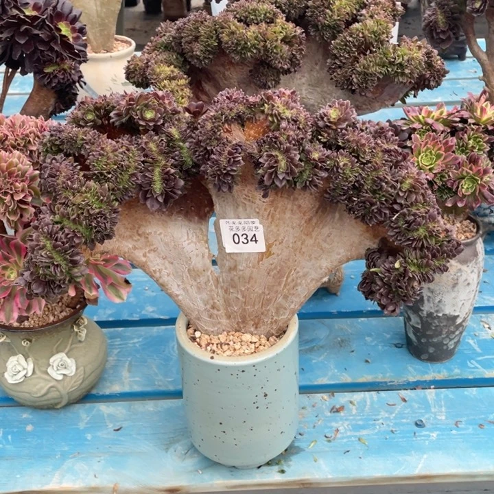 034号万圣节缀花有伤