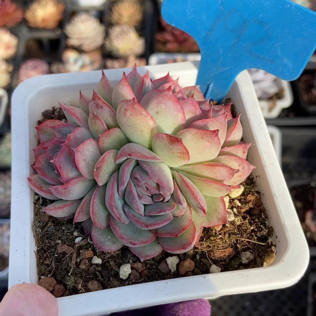 792侧影多肉植物