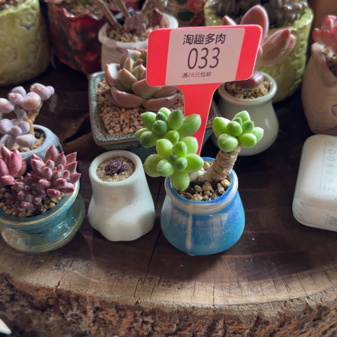 月***路多肉植物星空，美人带棚带土
