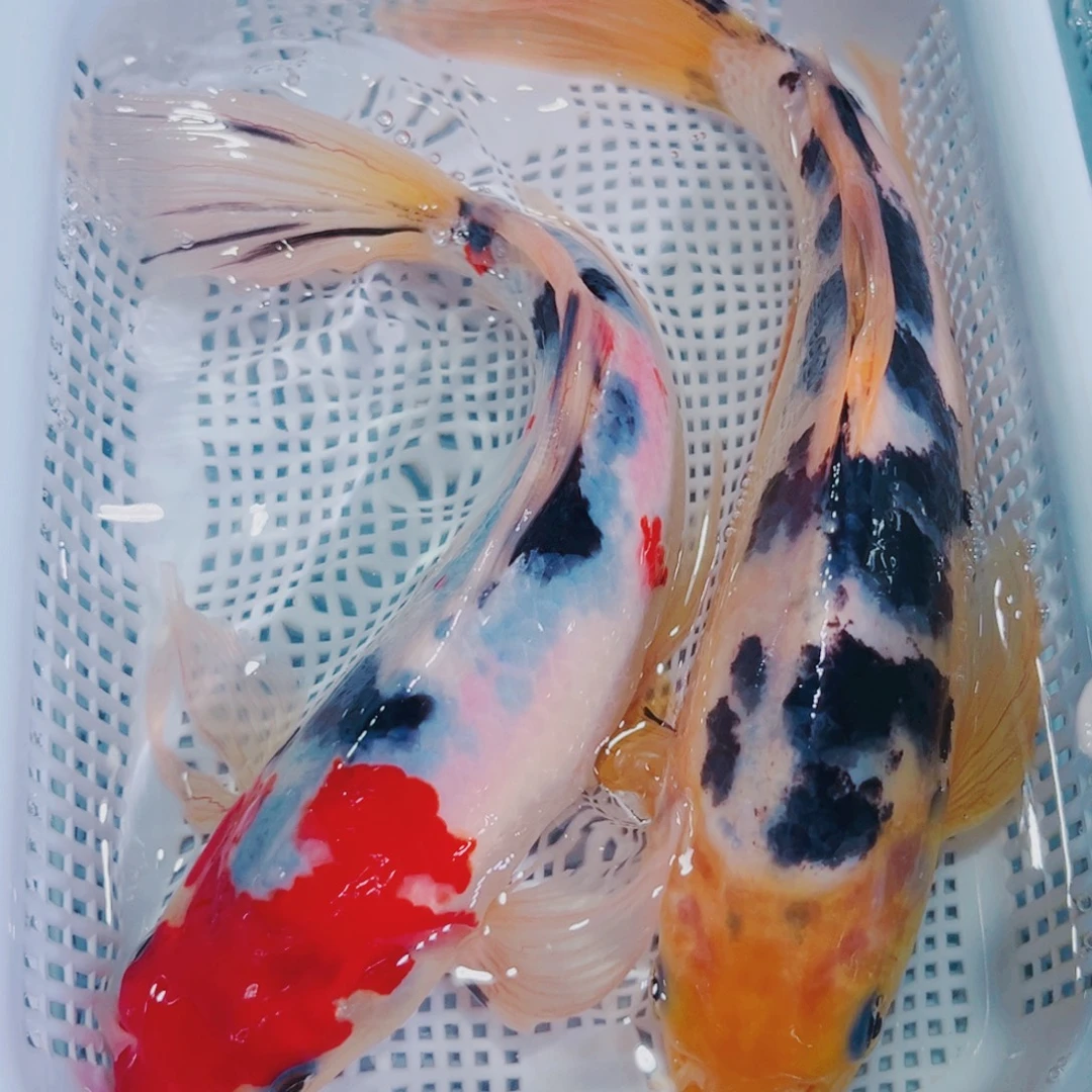 锦鲤锦鲤冷水鱼观赏131