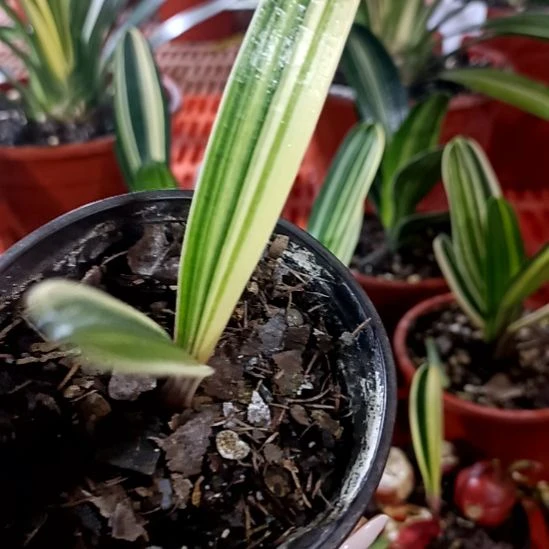 用***9君子兰一物一拍谢谢