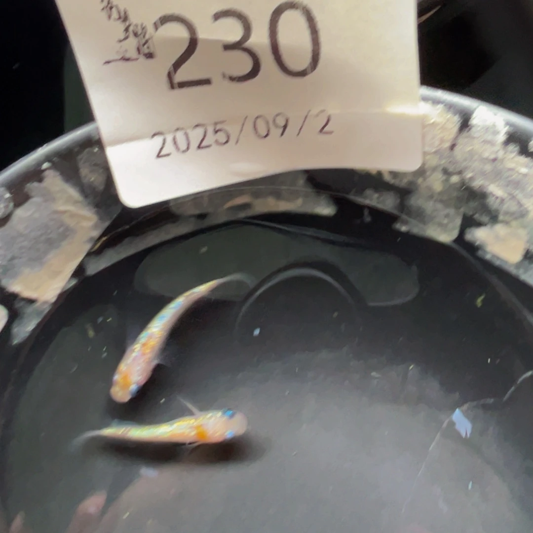 青鳉230王华海王星一对