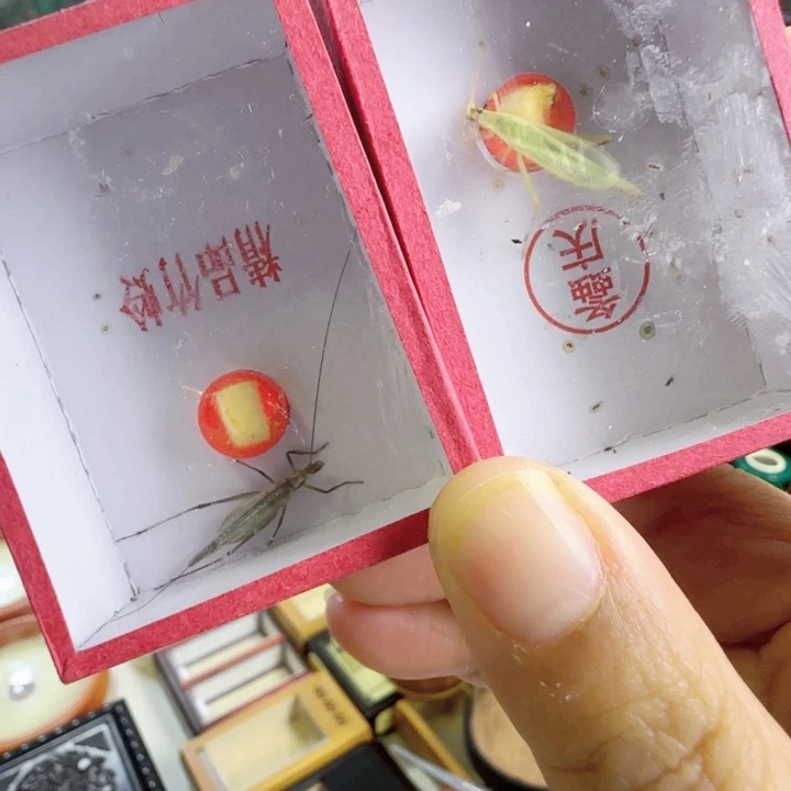 精品柬竹➕紫竹啊啊啊啊啊