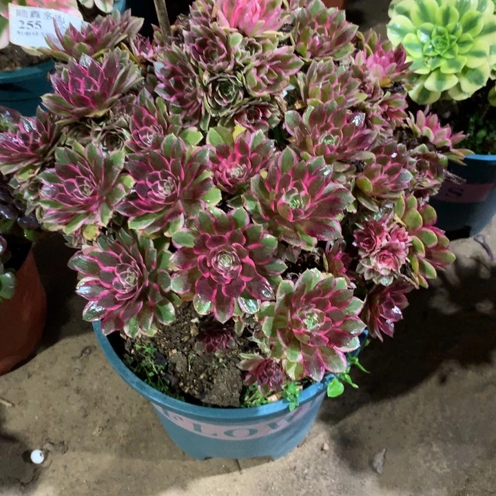 255孔雀翎多肉植物特价