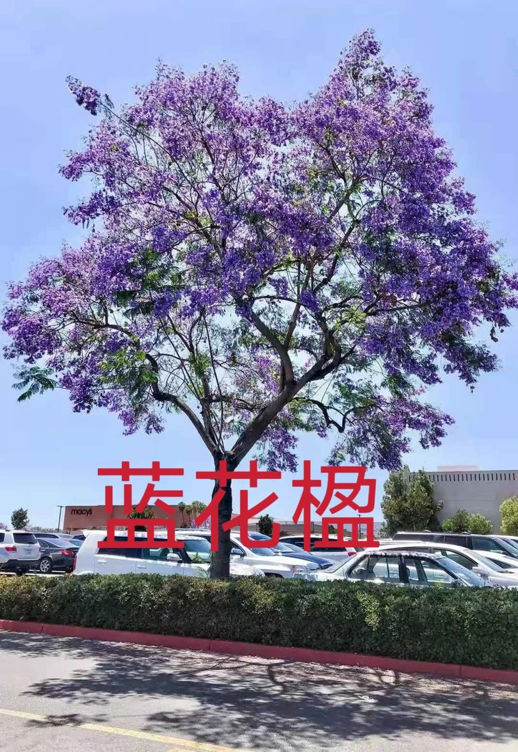 蓝花楹树苗珍贵名树绿化苗木风景树别墅庭院行道植物树苗造型苗