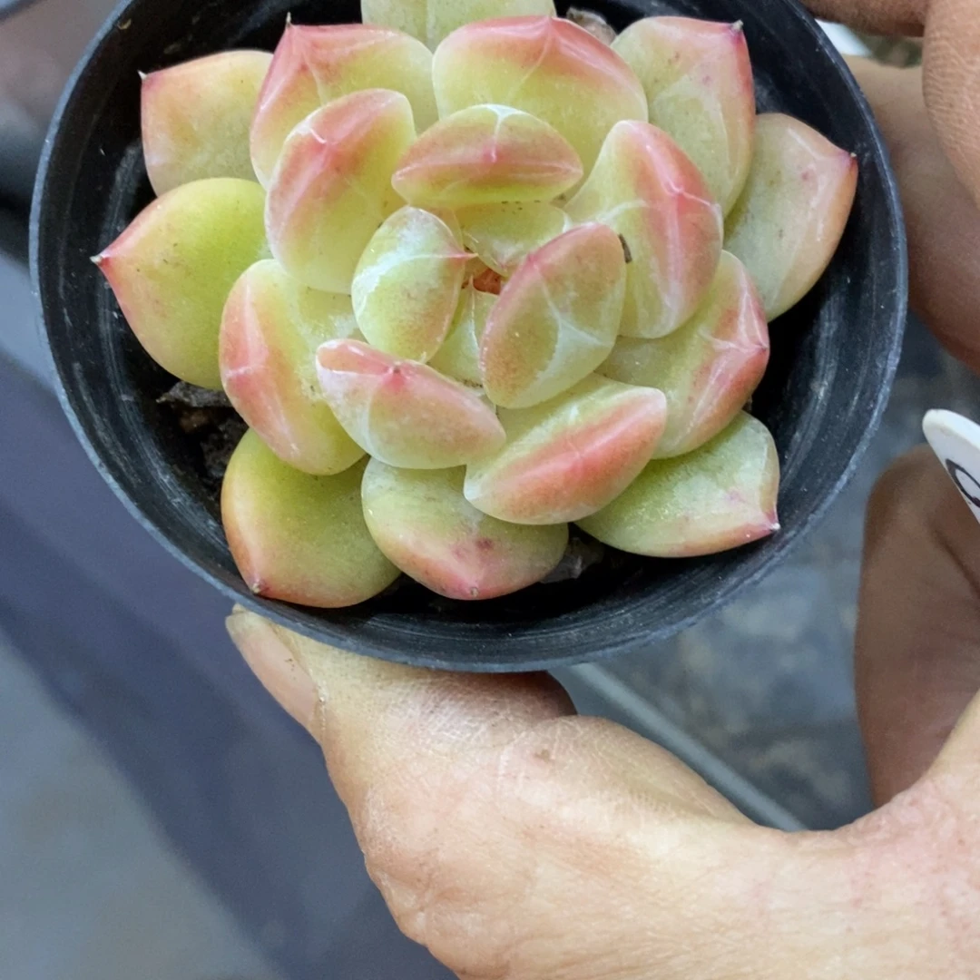精品多肉一物一拍不包整90
