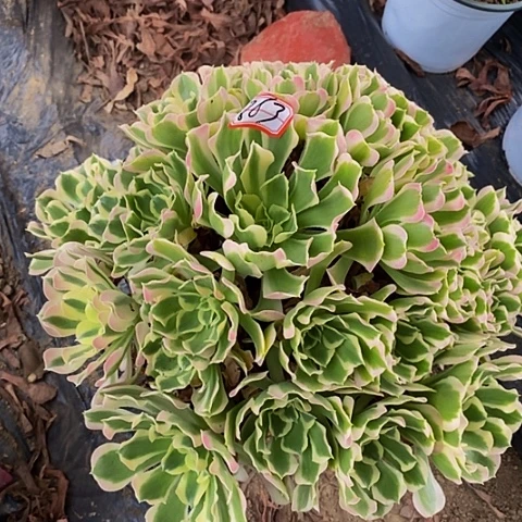丘比特老桩捧花863号