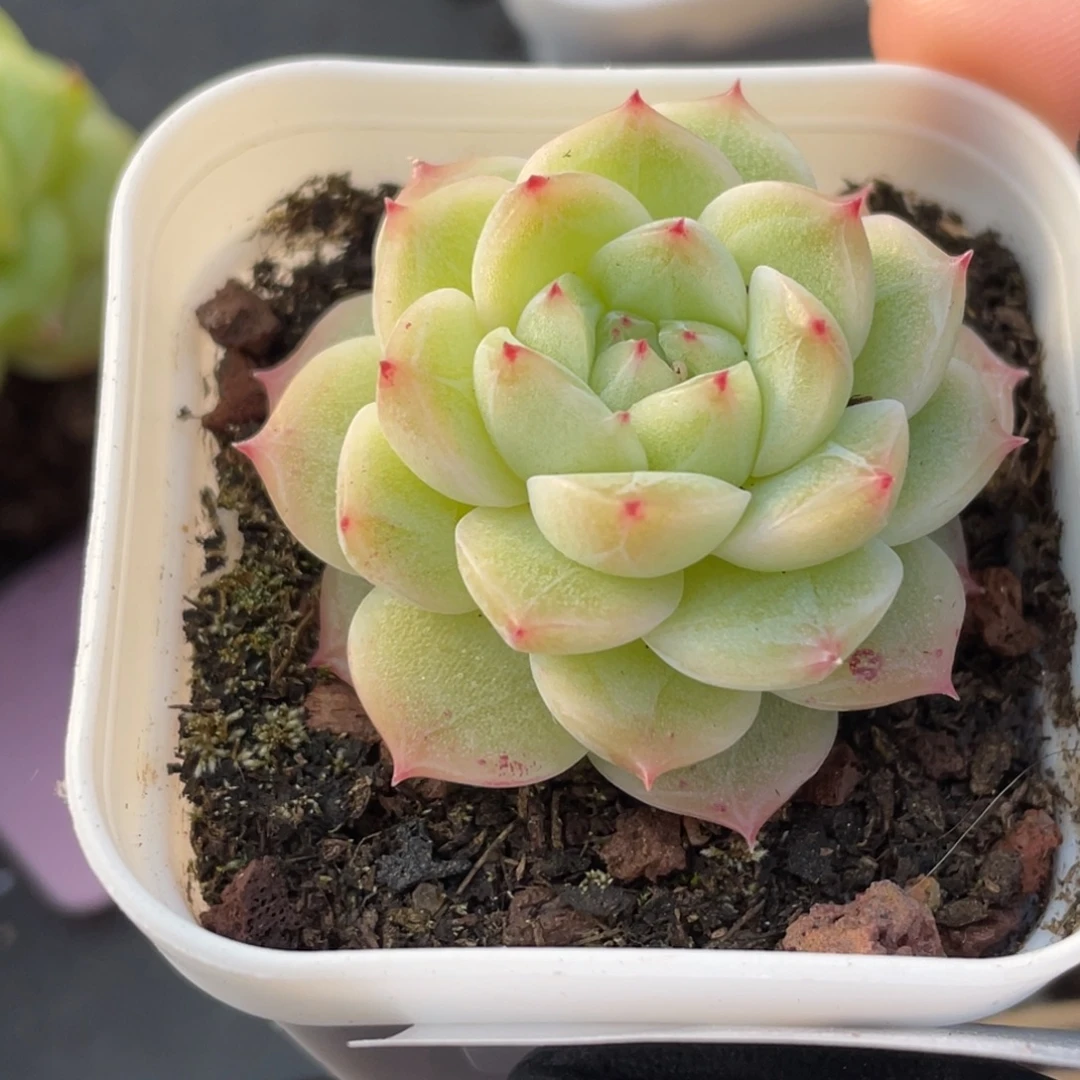 喵***喵51号糖心冰心珍妮