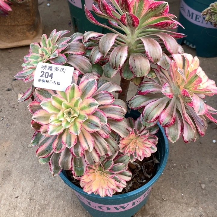 204微锦多肉植物