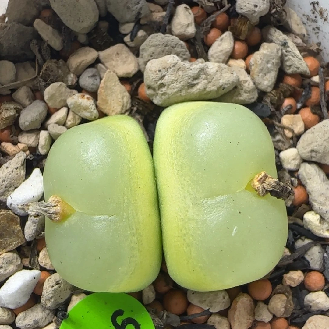 双头拉登1.9-2多肉植物943
