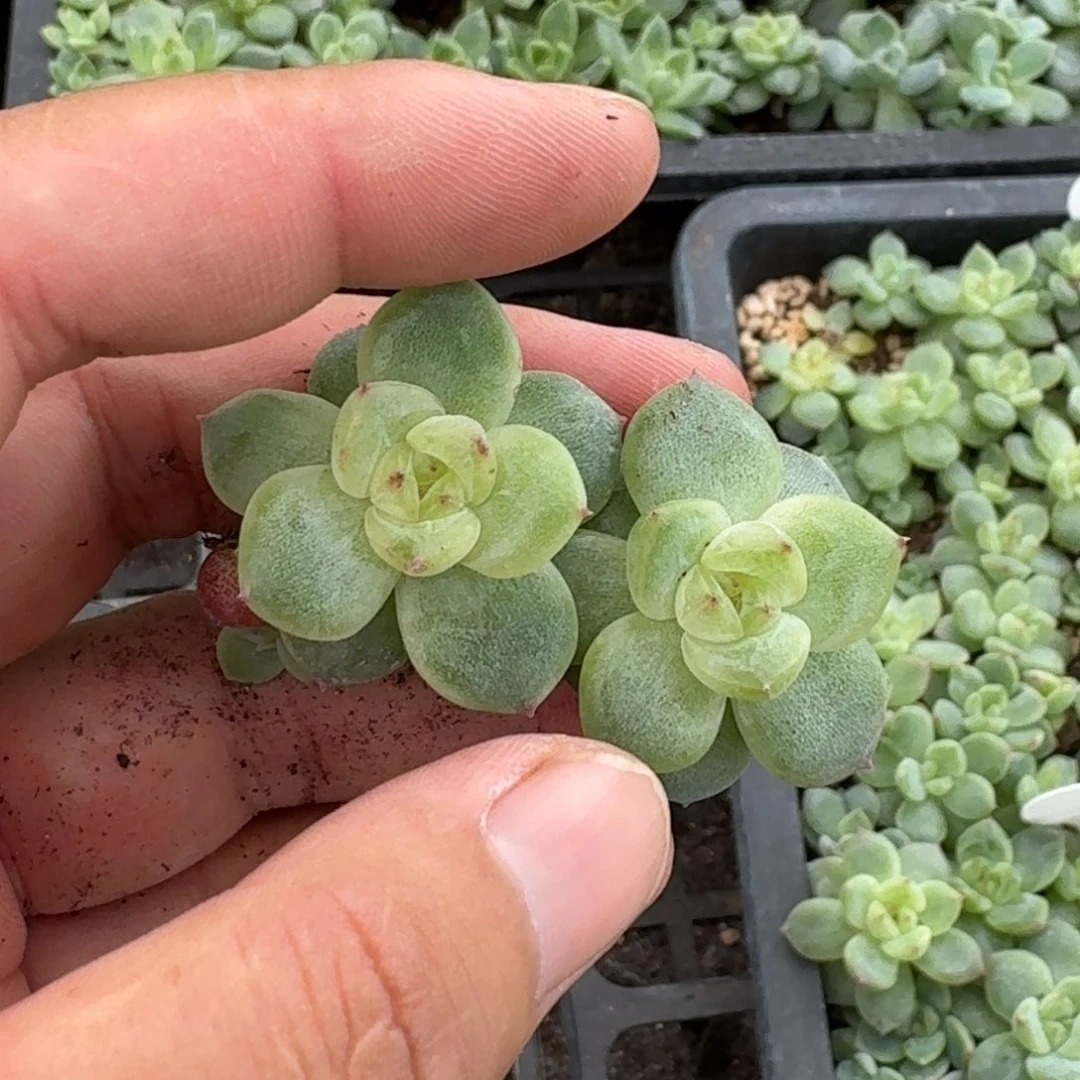 如图云慢优选金穗叶插苗2颗随机