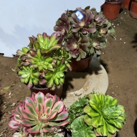 四颗法师一物一拍