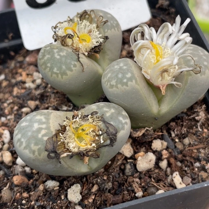 598多肉母本群带盆ll