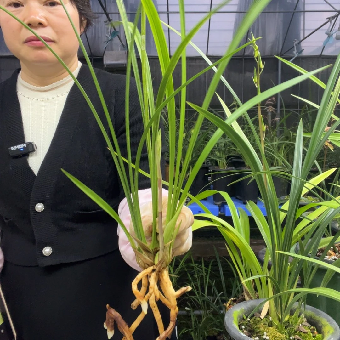 完全开放寒兰杨贵妃3苗