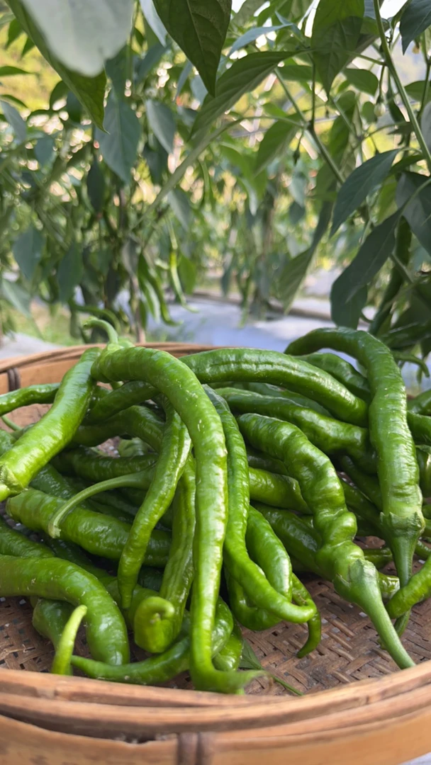湘西农家本地螺丝椒，香辣可口。
