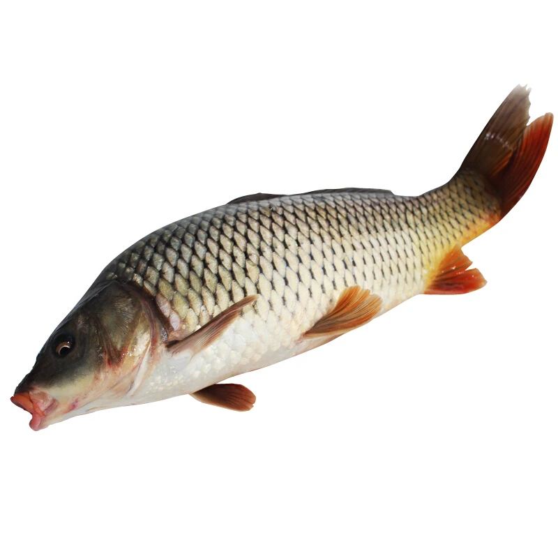 鲤鱼约800g/份