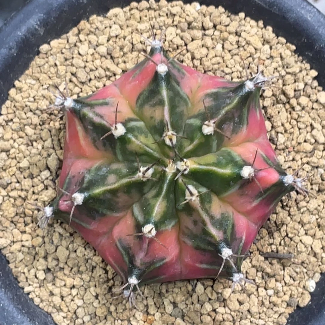 当前无花朵，栽培后可花朵橘粉大臀米哈