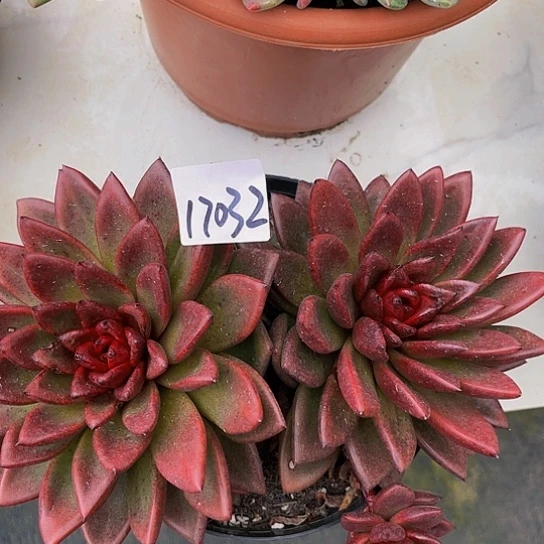 昭*丰沛玫瑰17032