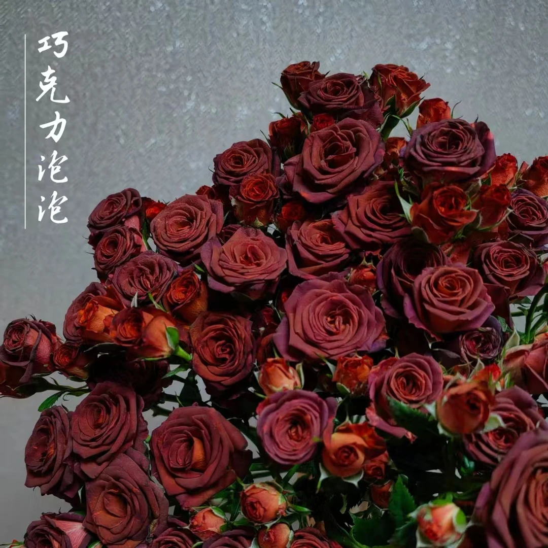 （巧克力泡泡-多头玫瑰套餐）玫瑰云南基地直发生活鲜花
