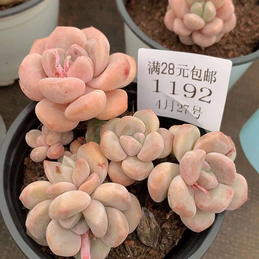 【闪购商品】云1192号