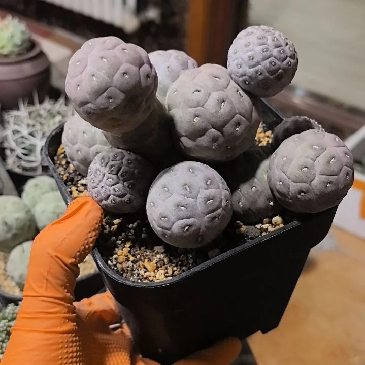 一****茶习志野仙人球直播