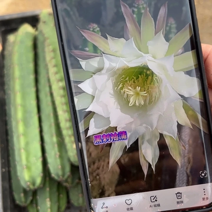 1黑刺斑歪无根侧芽20公分以上20包邮