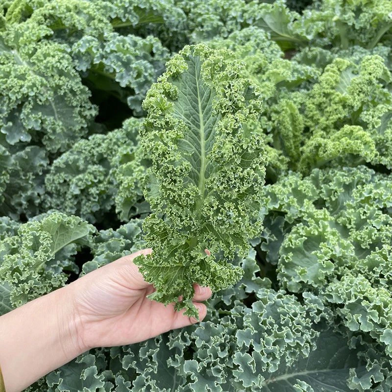 包邮新鲜羽衣甘蓝嫩叶可生吃榨汁用于西餐沙拉蔬菜食材