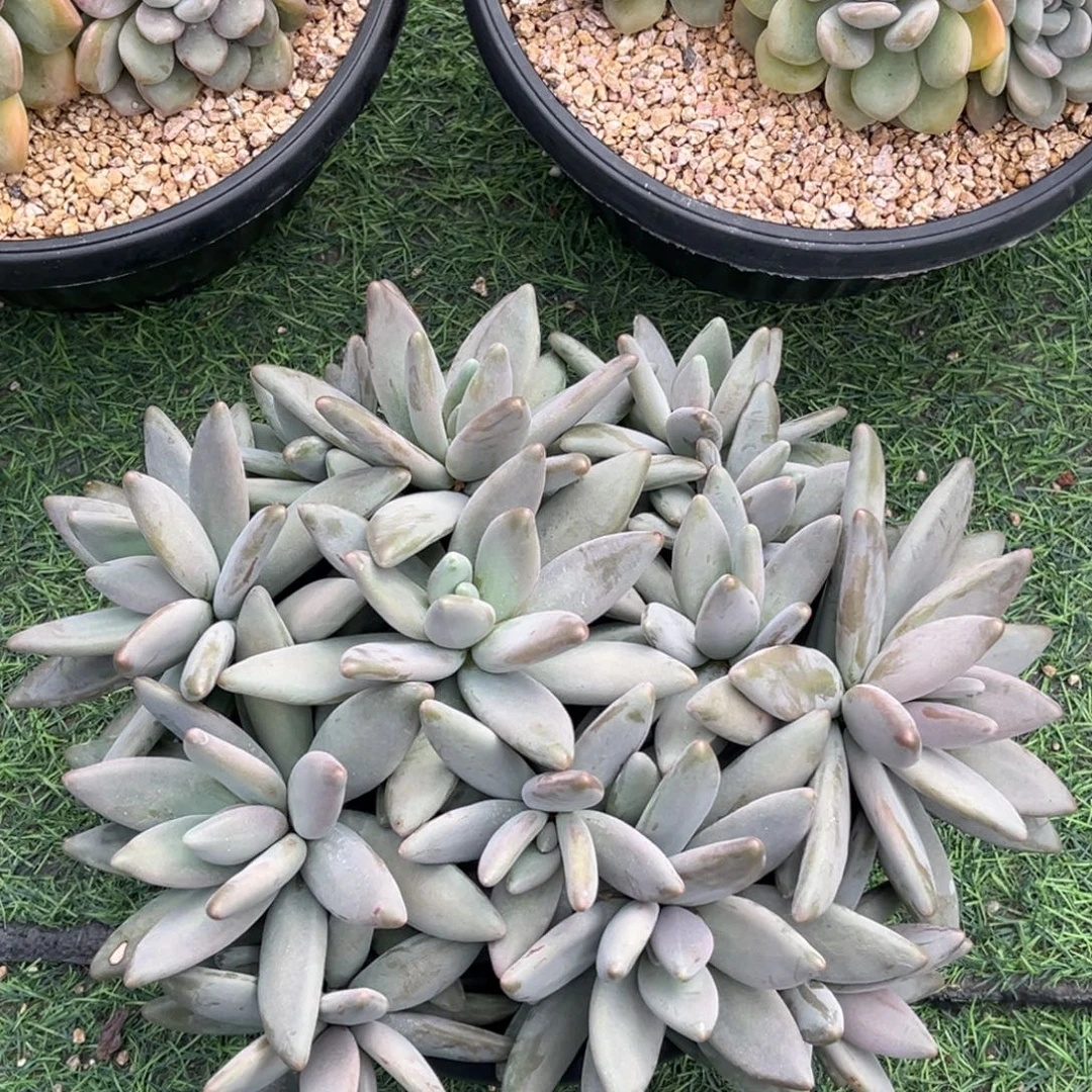 企鹅大群一物一拍