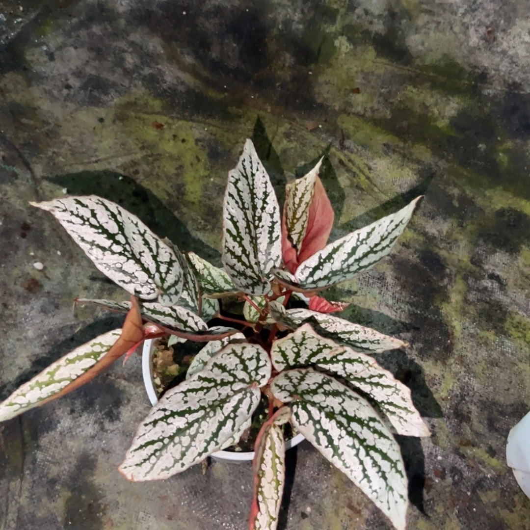 完全开放猫耳朵一颗
