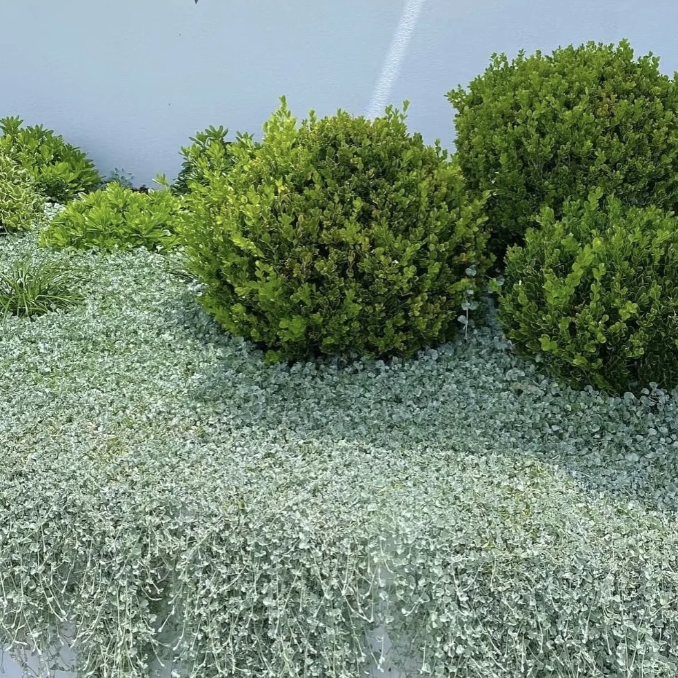 常绿垂吊马蹄金吊兰 翡翠瀑布 观叶绿植   草马蹄筋 易爆盆