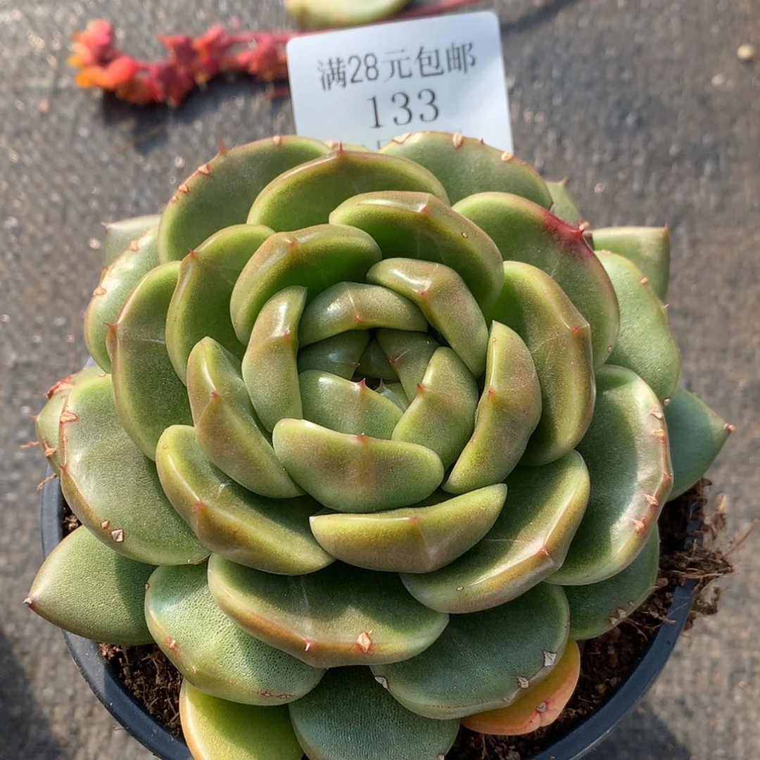 【闪购商品】云133号13厘米皮埃拉珍妮