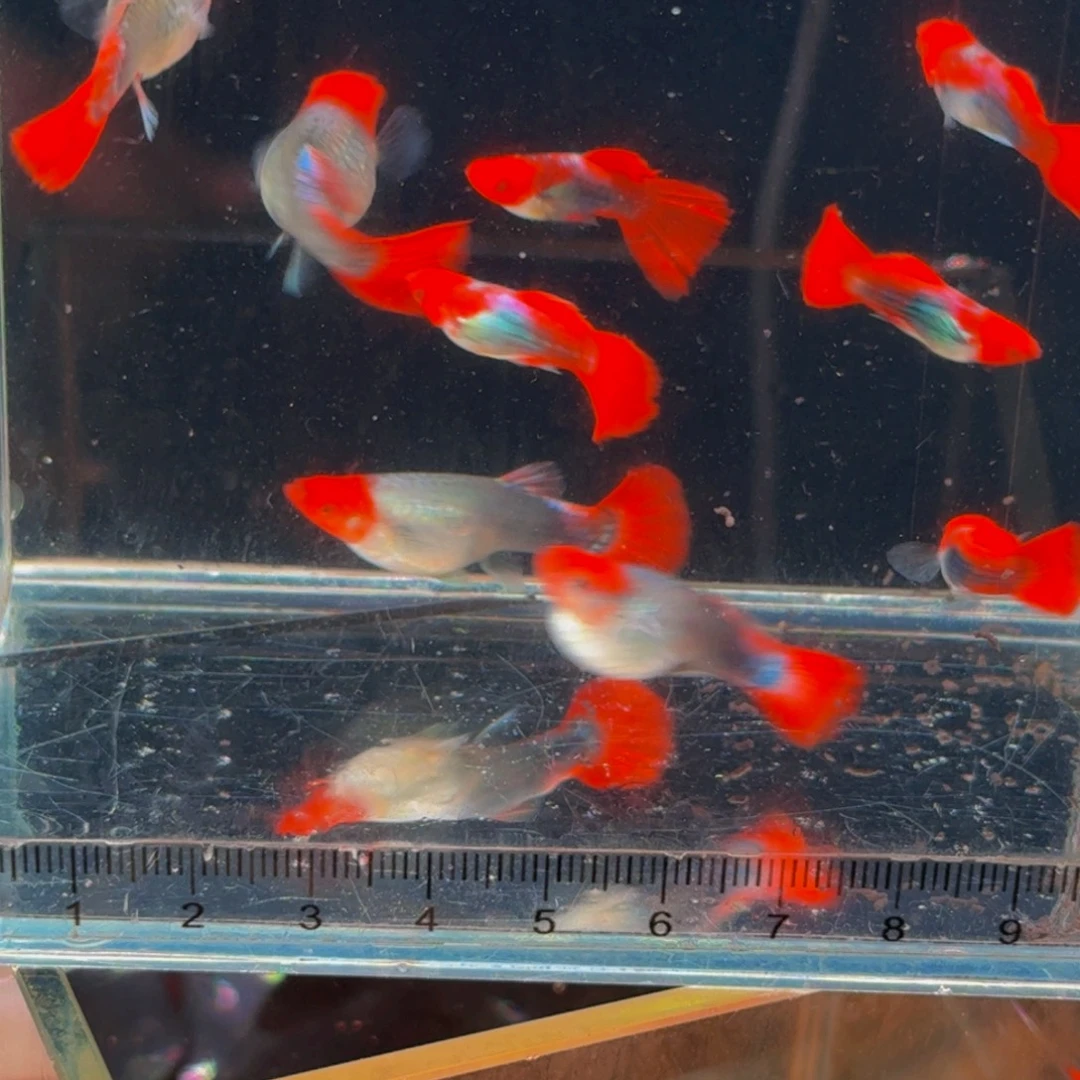 孔雀鱼短体深海蓝贵族小种鱼，2对4条