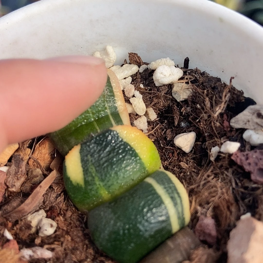 用***^668军配卧牛实生锦带盆发货