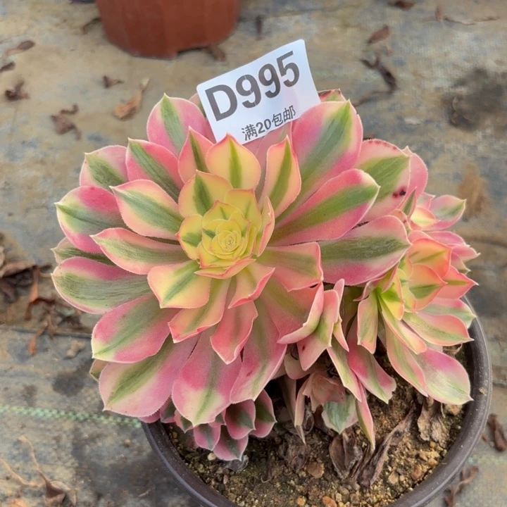 瑞妈多肉植物995.