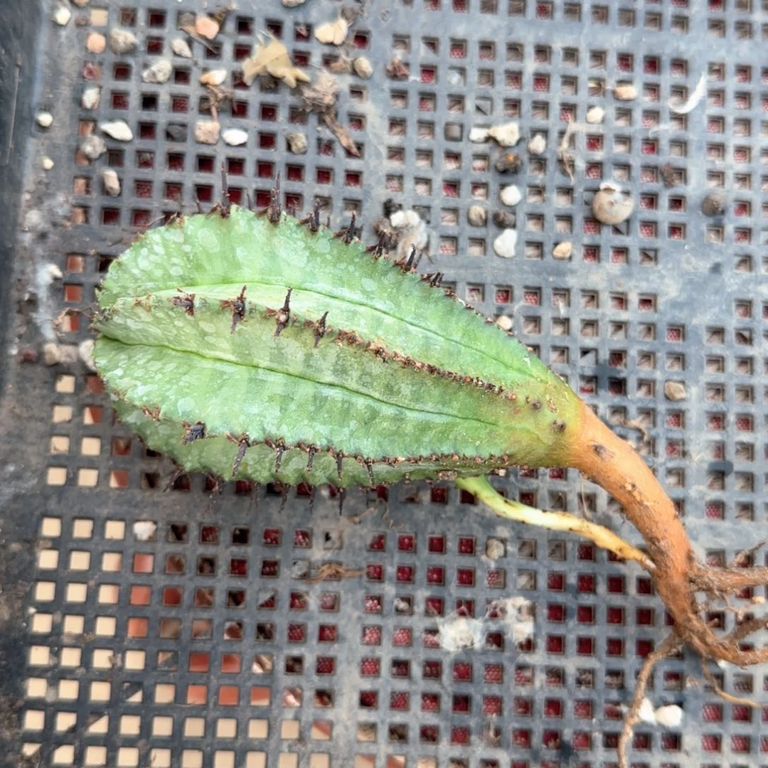 清***气侧牙专拍1111111111