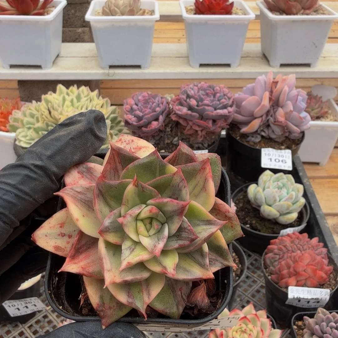 1030-115雷欧怕得锦