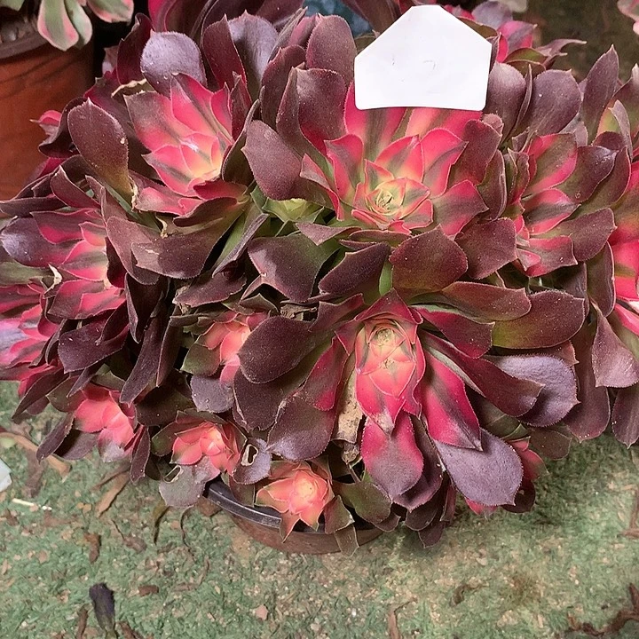 102多肉植物香妃一物一拍