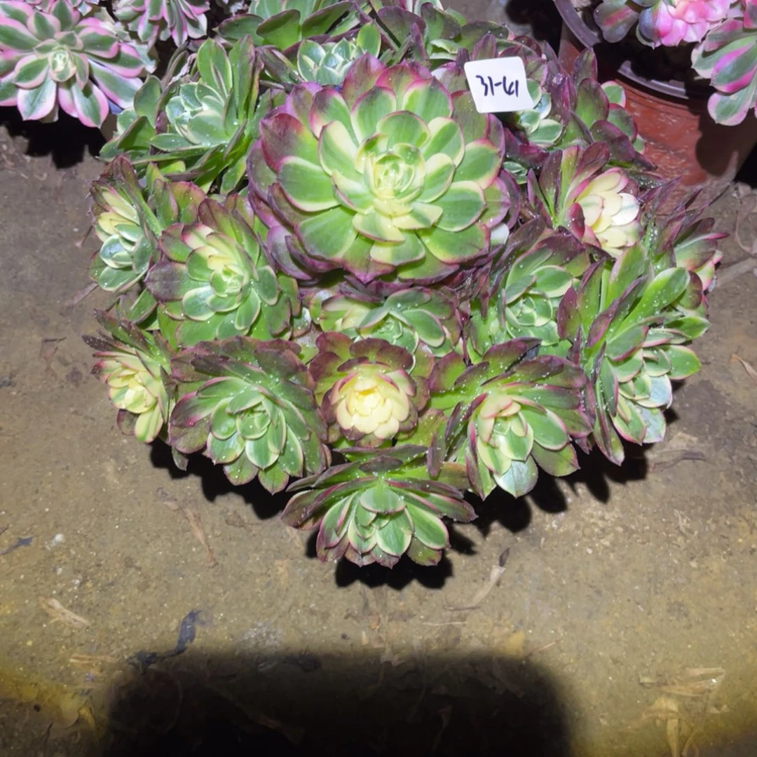 12-31-41海王变异法师锦