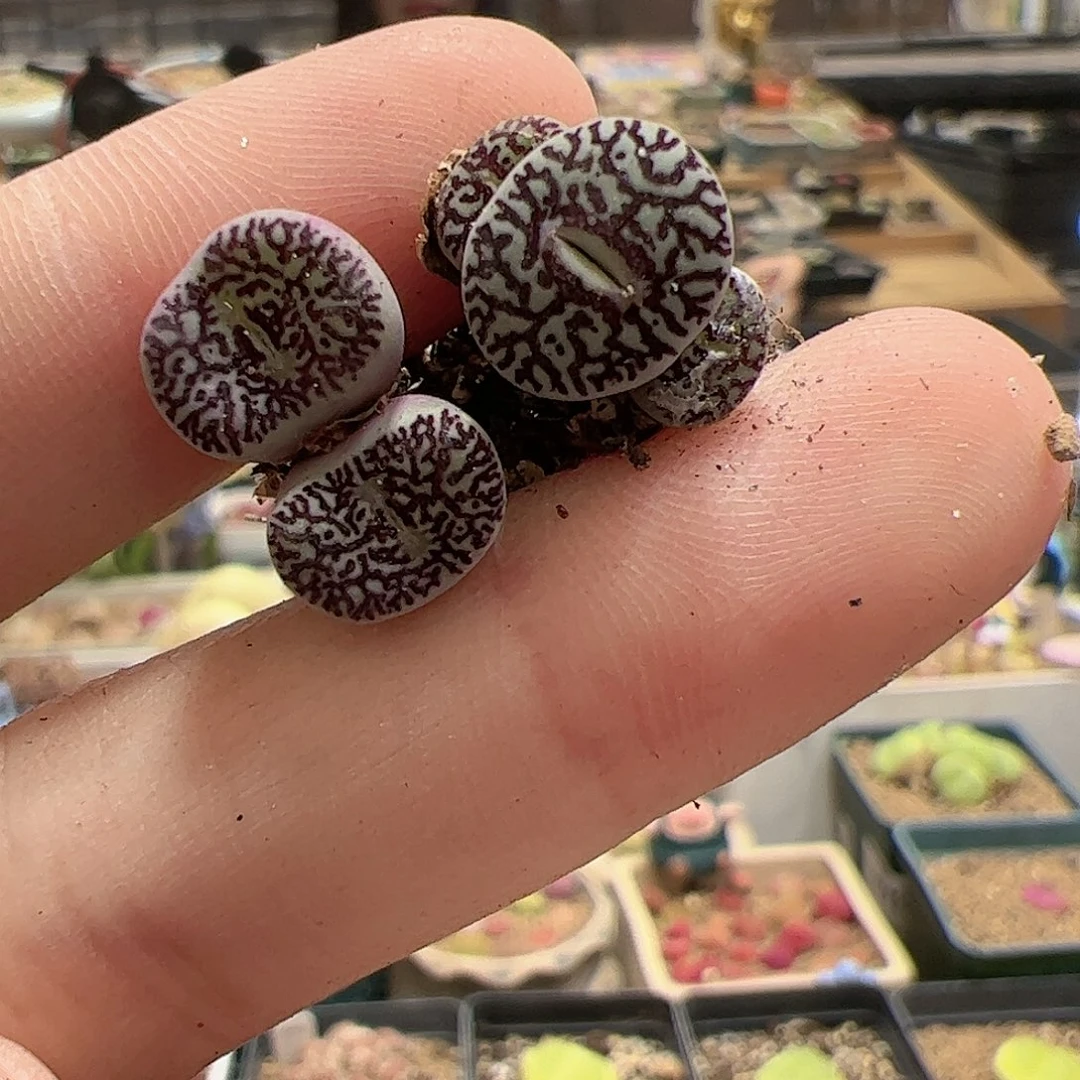 【闪购商品】240 开播福利