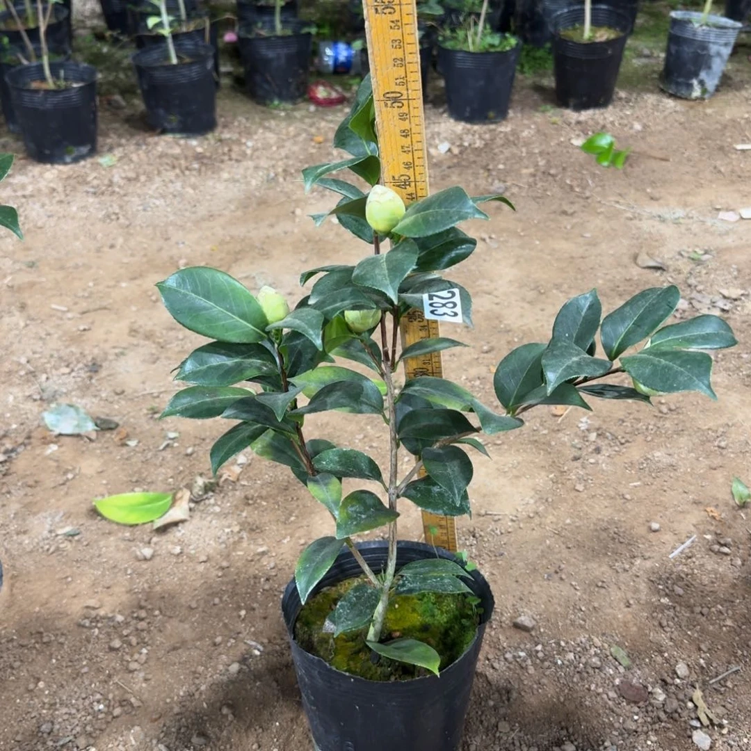 少量花朵（建议范围：2朵-5朵 或40%以下）283白乔